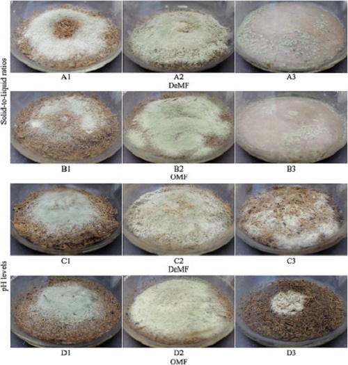 Influence of Residual Palm Oil in Pressed Mesocarp Fiber on Extracellular Enzyme Secretion and Morphological Characteristics of Fungal Biomass During Solid-State Fermentation