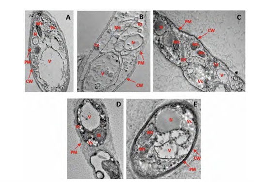 Phenolic Compounds as Antagonists in Altering Mycelial Morphology and Enzyme Activity of  Ganoderma Boninense